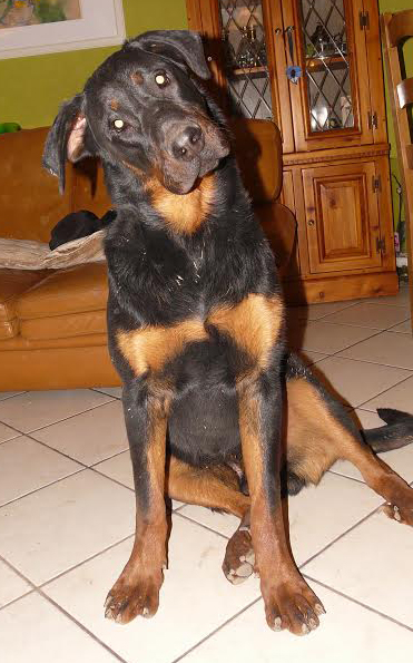 domainedelalicorne.fr Elevage de beauceron chiot beauceron pure race élevage du clos de la licorne elevage des gardiens de la licorne elevage beauceron noir et feu authentique gros gabarits élevage de Beauceron familial sérieux et qualité domainedelalicorne.fr suivi des chiots conseil d’éducation chiot propre bas rouge santé caractère spécialiste du beauceron noir et feu ou arlequin chien rustique berger de France  nos chiots sont élevés avec amour et attention notre passion au service de la qualité Beauceron de qualité et sportif domaine de la licorne 04380 BARRAS élevage en liberté éleveur berger de beauce élevage de beauceron de travail 